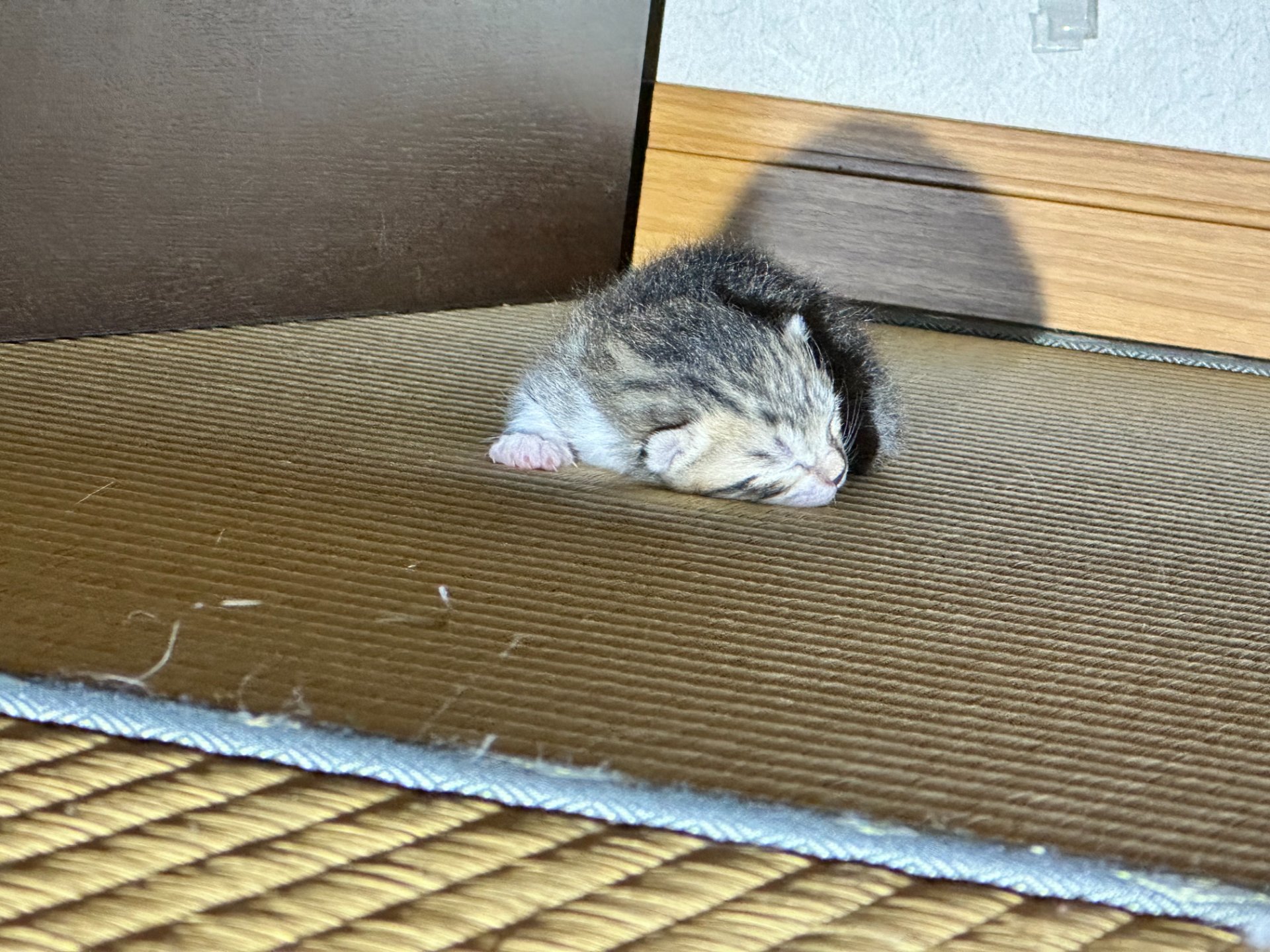 子猫の2日目 写真2