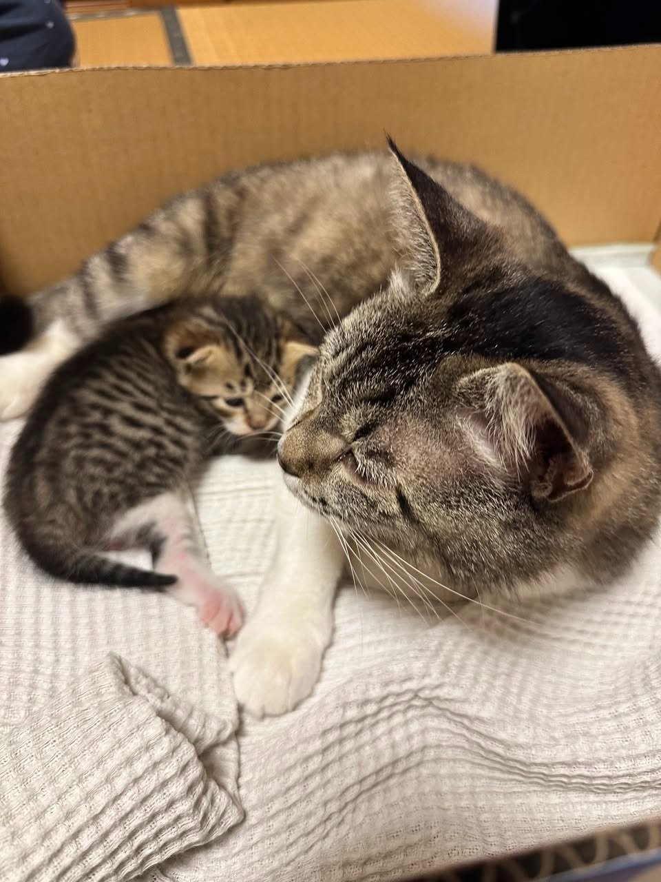 ついに子猫に触る 写真2