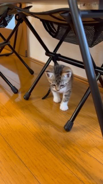 子猫・母猫の状況と検診結果 写真2